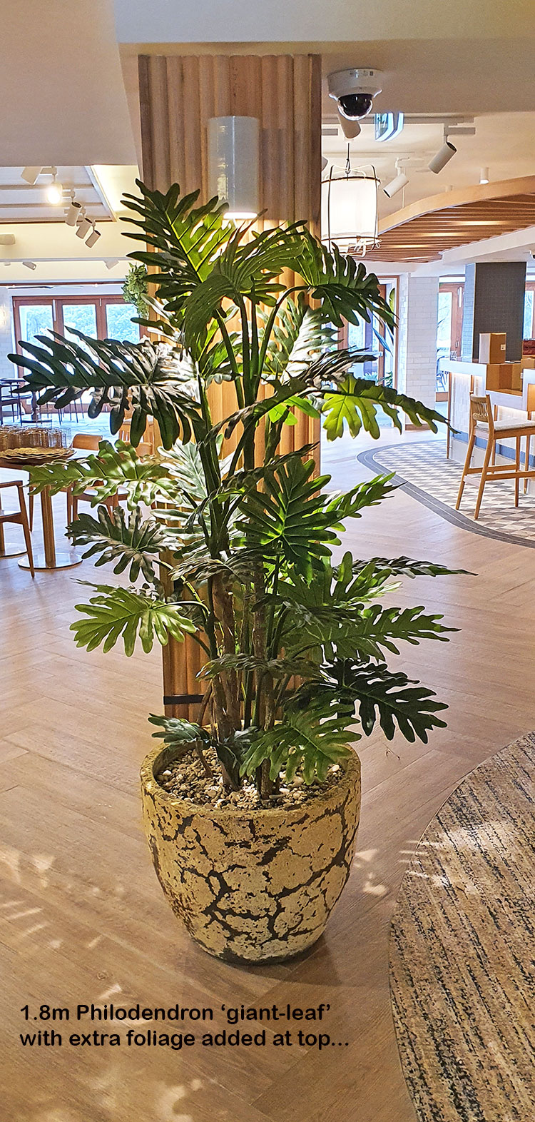 Philodendron 'giant-leaf' 1.8m delux