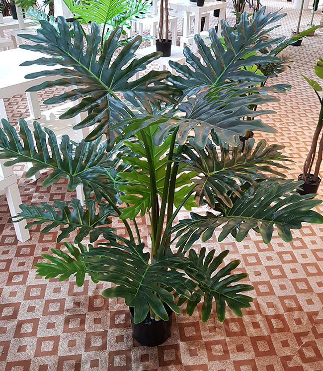 Philodendron 'giant-leaf' 1.8m delux
