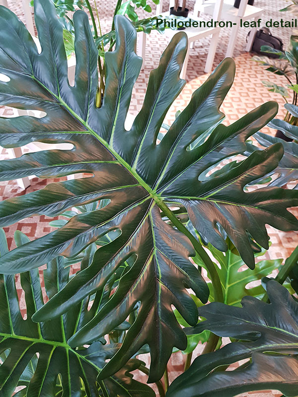 Philodendron 'giant-leaf' 1.8m delux