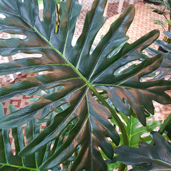 Philodendron 'giant-leaf' 1.8m delux - artificial plants, flowers & trees - image 1
