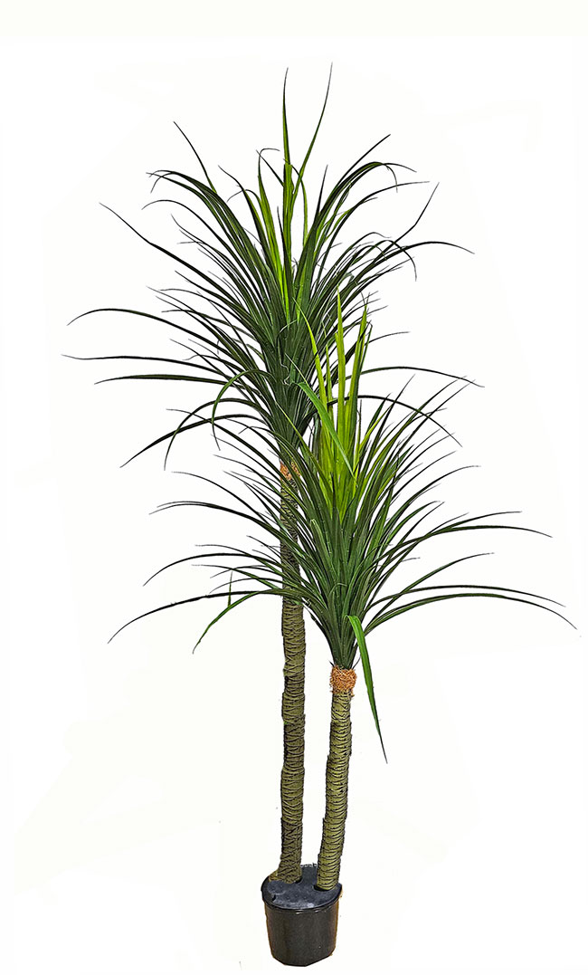 Ponytail Palm 1.75m double stem-stem 