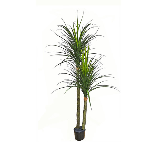 Ponytail Yucca 1.75m double stem-stem