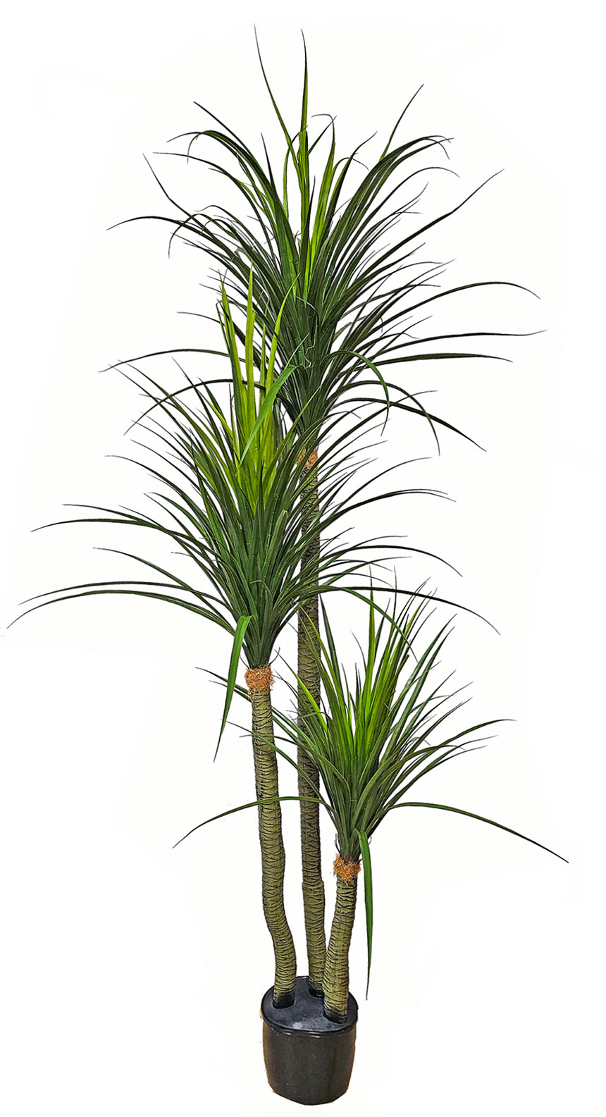 Ponytail Palm 2m triple-stem