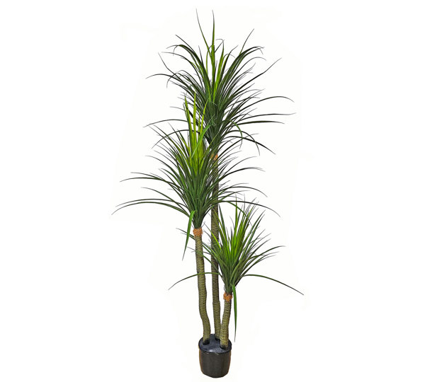 Ponytail Yucca 2m triple-stem