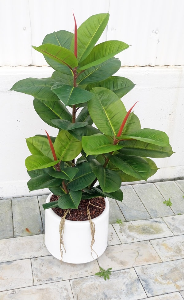 Rubber-Tree 1.6m