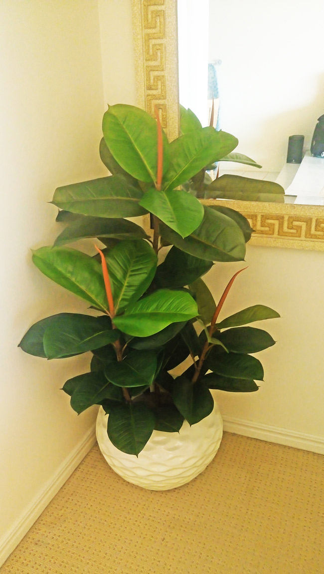 Rubber-Tree 1.6m