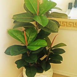 Rubber-Tree 1.6m - artificial plants, flowers & trees - image 3