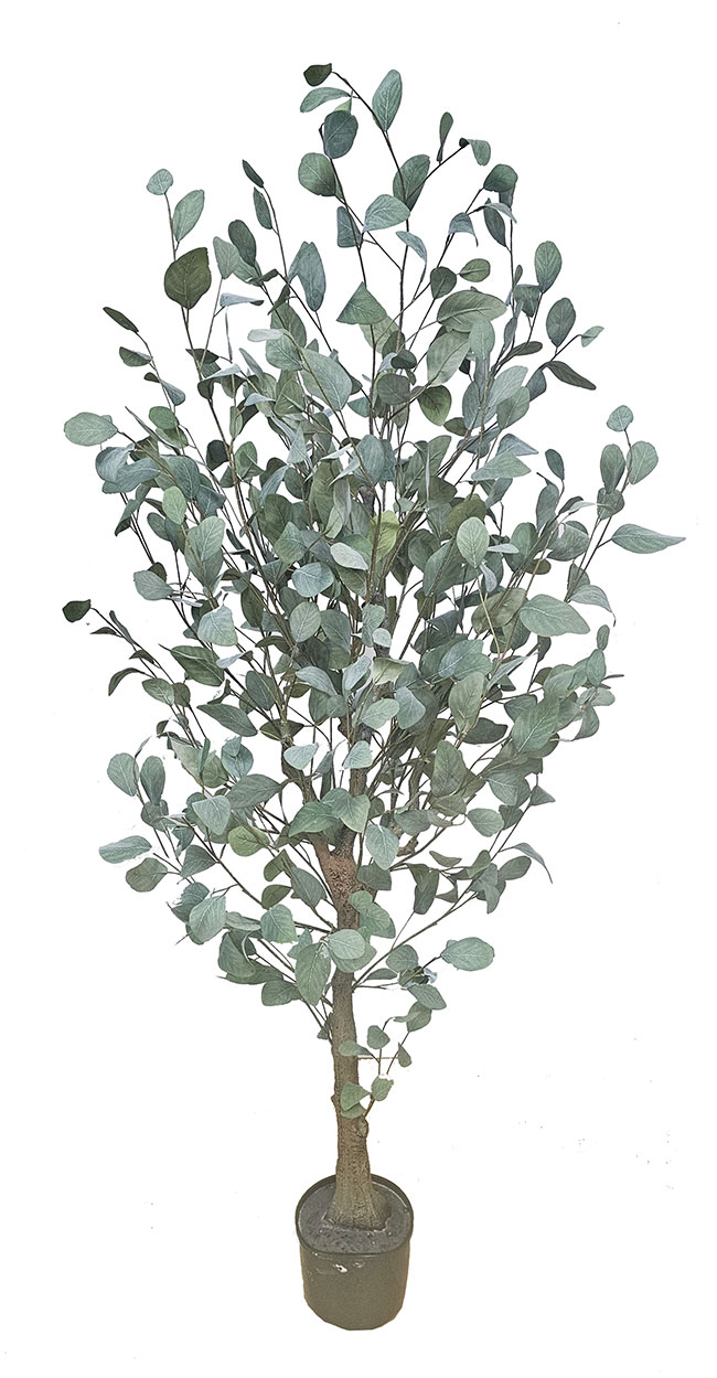 Eucalyptus 'Silver Gum' 1.8m  