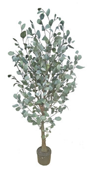 Eucalyptus 'Silver Gum' 1.8m  
