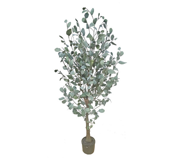 Eucalyptus 'Silver Gum' 1.8m