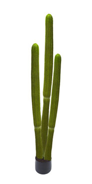 Cactii- Column Cactus triple-trunk 1.5m