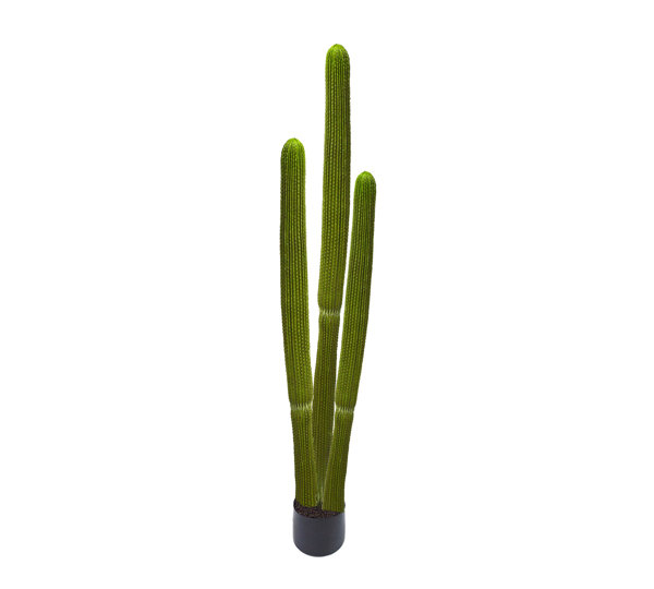 Cactii- Column Cactus triple-trunk 1.5m