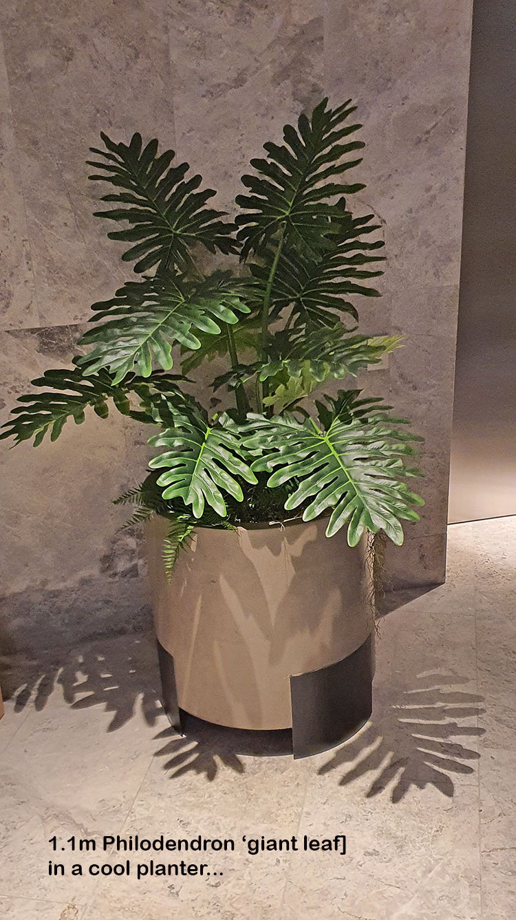 Philodendron 'giant-leaf' 1.8m delux