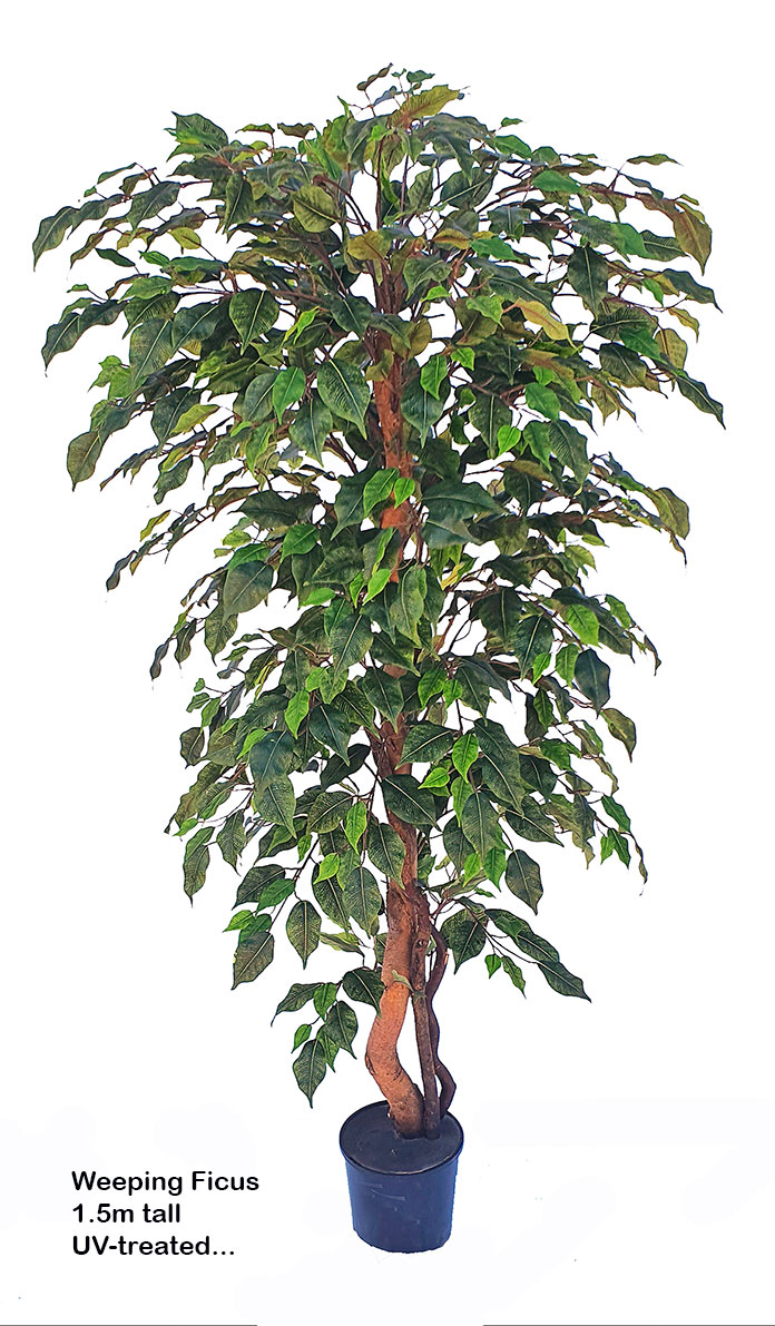 Weeping Ficus 1.5m UV-rated
