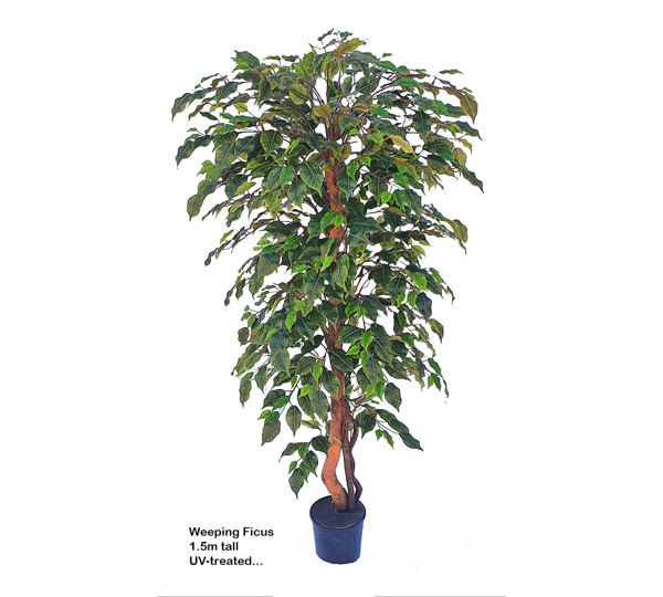 Weeping Ficus 1.5m UV-rated