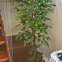 Weeping Ficus 1.8m UV-rated - artificial plants, flowers & trees - image 1