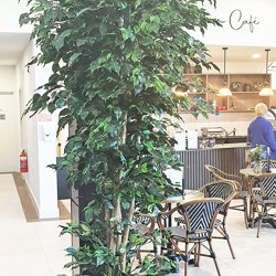 Weeping Ficus 2.1m UV-rated - artificial plants, flowers & trees - image 3