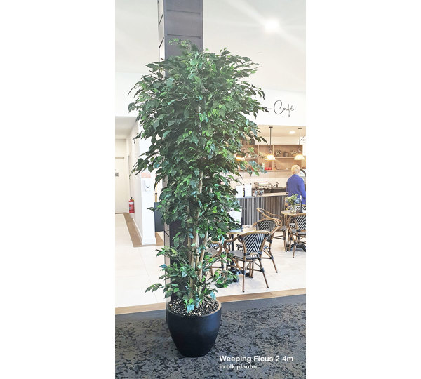 Weeping Ficus 2.4m UV-rated
