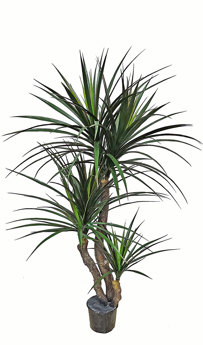 Yucca 1.4m with 5 heads
