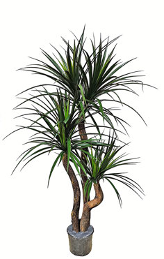 Yucca 1.6m with 6 heads 