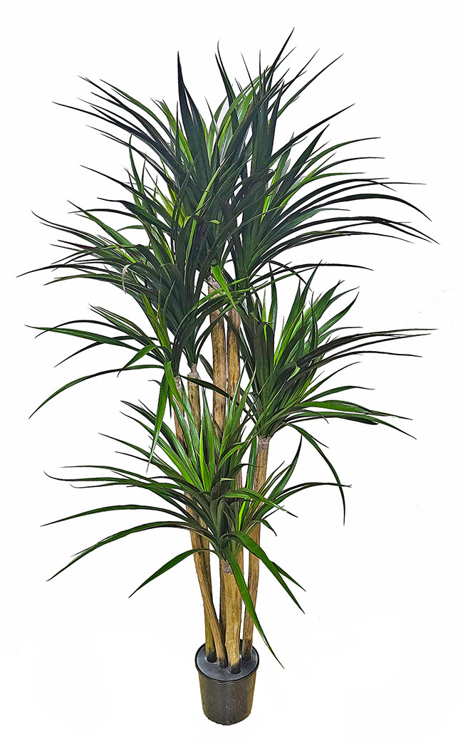 Yucca 1.7m with 9 heads  