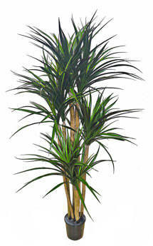 Yucca 1.7m with 9 heads  