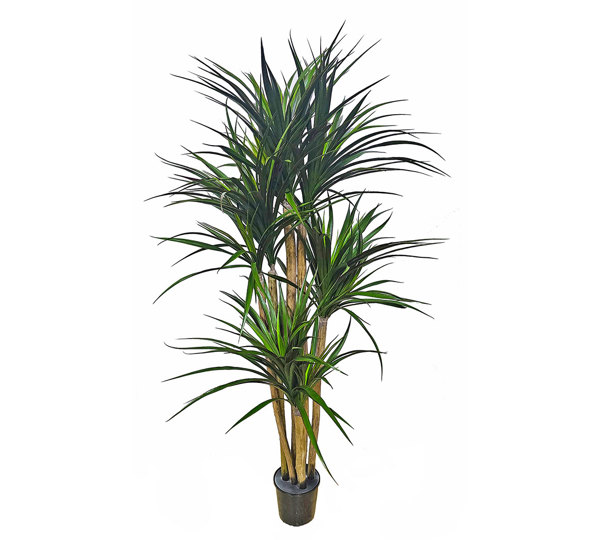 Yucca 1.7m with 9 heads