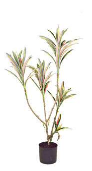 Yucca- 'pink slipper' 1.2m with 5 heads