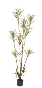 Yucca- 'pink slipper' 1.75m with 10 heads