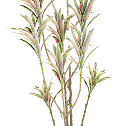 Yucca- 'pink slipper' 2m with 15 heads - artificial plants, flowers & trees - image 1