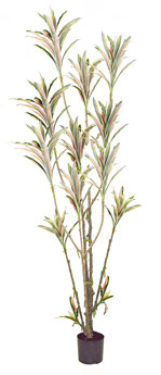 Yucca- 'pink slipper' 2m with 15 heads
