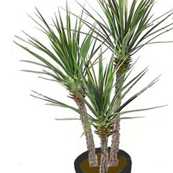 Yucca Tree 1.5m x 3 trunks - artificial plants, flowers & trees - image 6