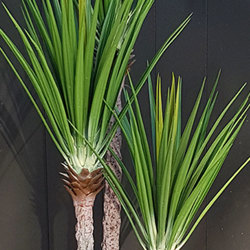 Yucca Tree 1.5m x 3 trunks - artificial plants, flowers & trees - image 4
