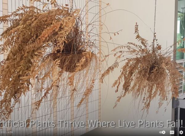 Artificial Plants Thrive Where Live Plants Fail