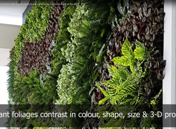 Large feature artificial Green Wall blends plants to suit sunshine at one end & shade at the other