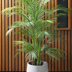 Alexander Palm 1.4m UV-treated - artificial plants, flowers & trees - image 5