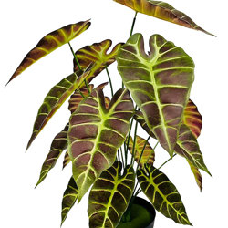 Alocasia 'gold tiger' 75cm - artificial plants, flowers & trees - image 9