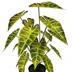 Alocasia 'gold tiger' 75cm - artificial plants, flowers & trees - image 10