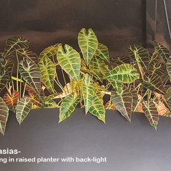 Anthurium 'lace-leaf' - artificial plants, flowers & trees - image 1