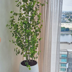 Japanese Azalea [enkianthus] 1.9m deluxe - artificial plants, flowers & trees - image 2