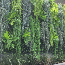 UV-Trailer: Ruscus Fern 120cm - artificial plants, flowers & trees - image 1