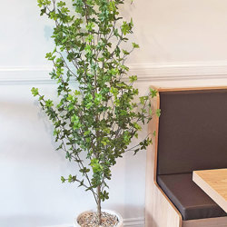 Japanese Azalea [enkianthus] 1.9m deluxe - artificial plants, flowers & trees - image 3