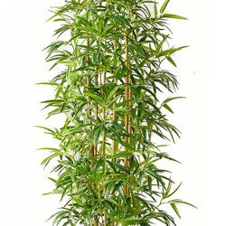 Bamboo 'thai gold' 1.5m - artificial plants, flowers & trees - image 10