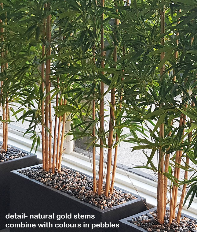 Bamboos make wonderful screen plants image 4