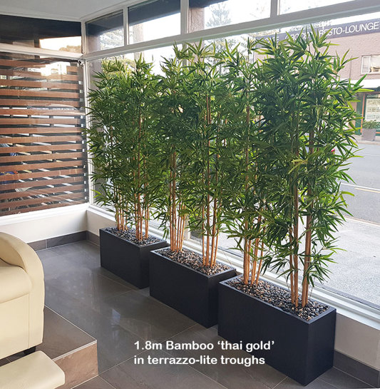 Bamboos make wonderful screen plants