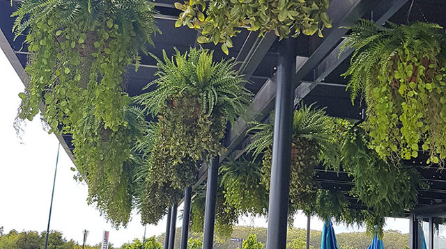 Hanging-Baskets transform new Tavern balcony from drab to cool green...