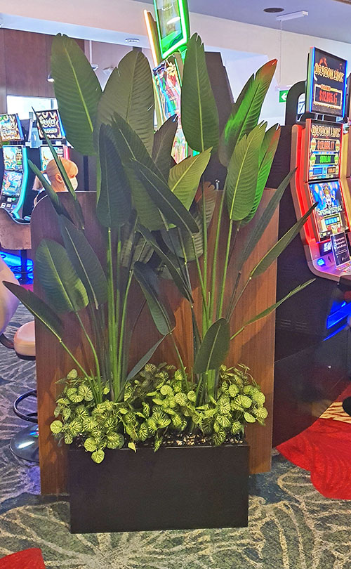 Heliconia Palms in trough in gaming room