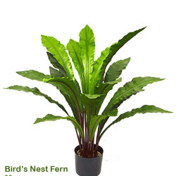 Bird's Nest Fern 90cm - artificial plants, flowers & trees - image 10