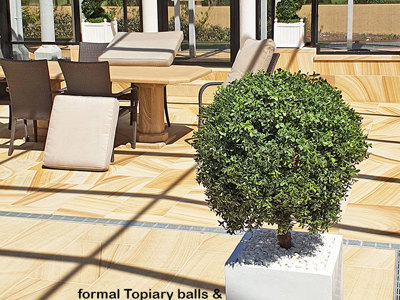 Formal Topiary & Palms finish-off magnificent covered pool courtyard...