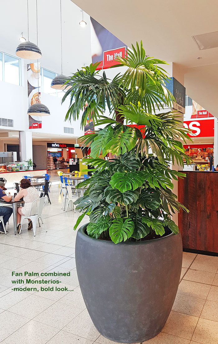 Large Palm Planters, perfect for Shopping Malls... image 2